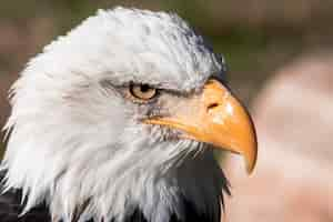 Free photo beautiful closeup shot of a bald eagle head