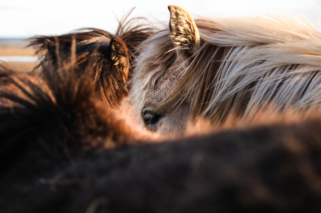 Free Photo beautiful closeup shot of brown and white horses