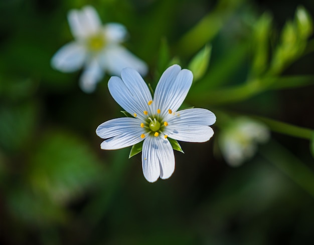 Beautiful closeup shot of chickweed