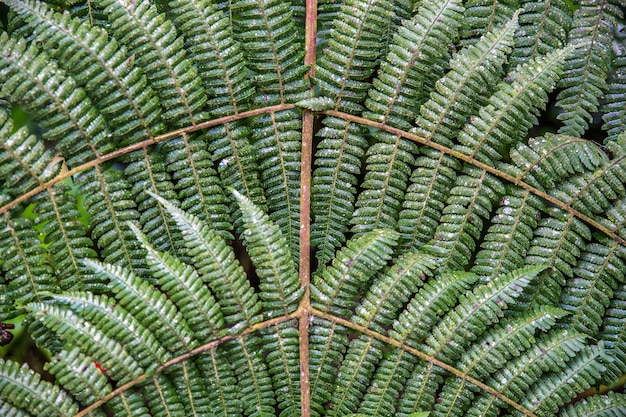 Free Photo beautiful closeup shot of fern plants connected by wooden sticks