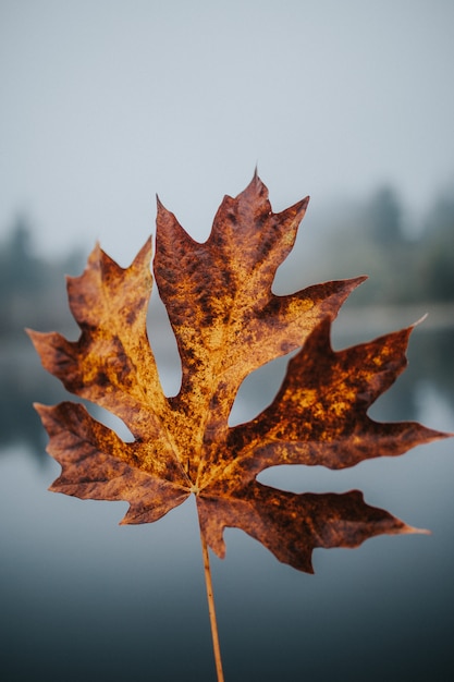 Beautiful closeup shot of a golden large Autumn leaf with a blurred natural background