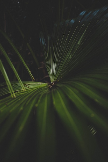 Free photo beautiful closeup shot of a green palm plant with a dark background