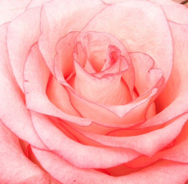 Beautiful closeup shot of a pink rose