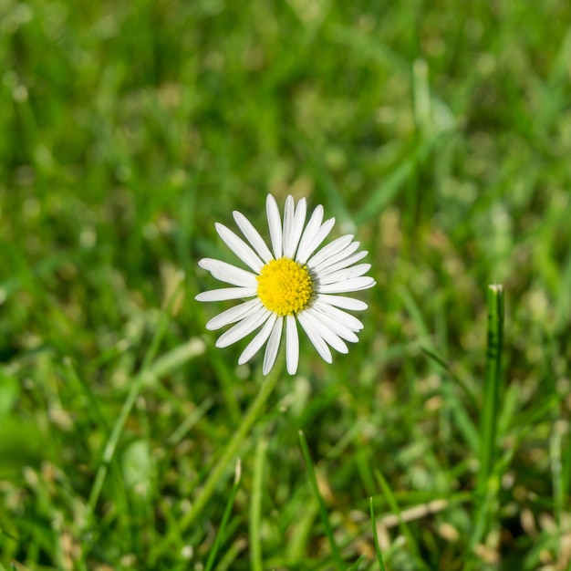 Beautiful closeup shot of white chamomile