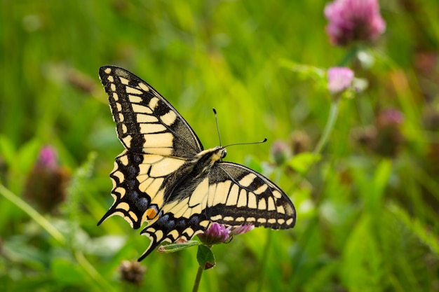 Beautiful closeup shot of a yellow swallowtail butterfly perched on flowers in a field