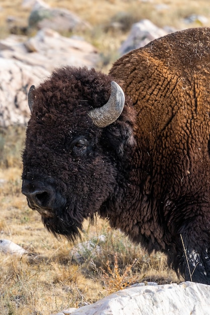 Beautiful closeup view of a bison standing in the middle of the field