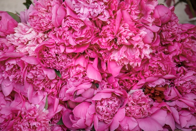 Free photo beautiful closeup view of endless peonies - romantic concept