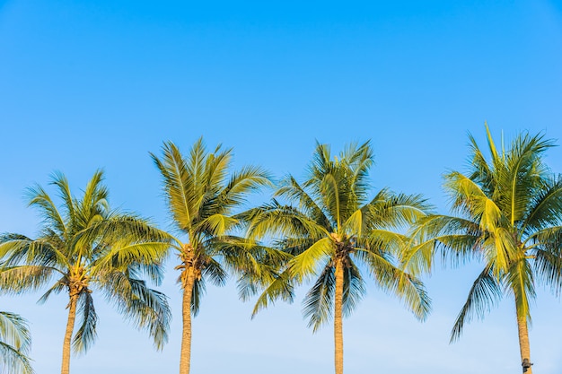 Beautiful coconut palm tree on blue sky