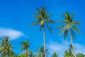 Free photo beautiful coconut palm tree on blue sky