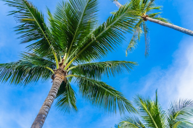 Free photo beautiful coconut palm tree on blue sky