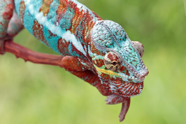 Beautiful color of chameleon panther