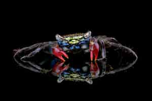 Free photo beautiful color red claw marsh crab