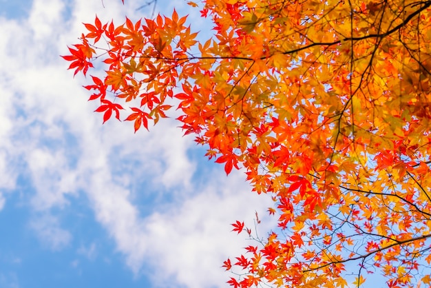 Beautiful Colorful Autumn Leaves