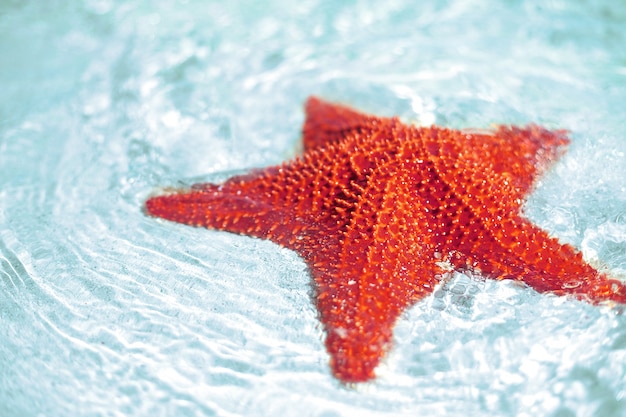 Beautiful colorful bright red starfish in clean ocean blue water