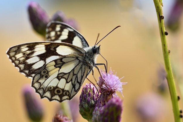 Beautiful colorful butterfly sitting on flower in nature. Summer day with sun outside on meadow. Col