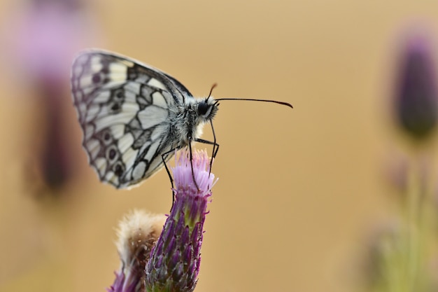 Free photo beautiful colorful butterfly sitting on flower in nature. summer day with sun outside on meadow. col