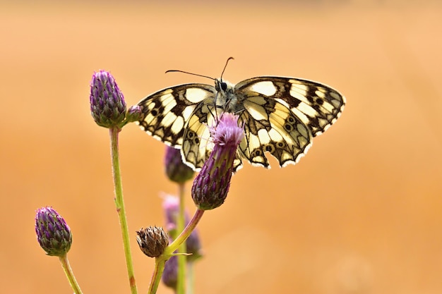 Free Photo beautiful colorful butterfly sitting on flower in nature summer day with sun outside on meadow colorful natural background insects melanargia galathea