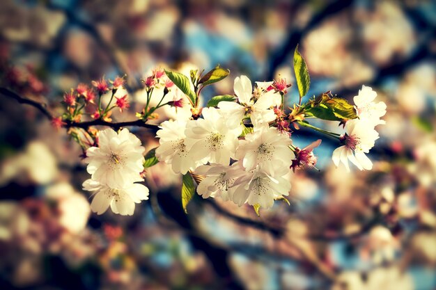 Beautiful colorful Flower Background Blur. Horizontal. Spring Concept. Toning. Selective Focus.