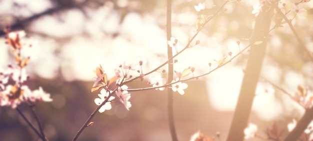 Beautiful colorful Flower Background Blur. Horizontal. Spring Concept. Toning. Selective Focus.