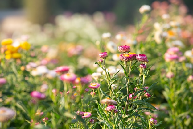 Beautiful colorful flower background.