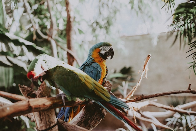 Free Photo beautiful colorful macaw parrots on thin branches of a tree in a park