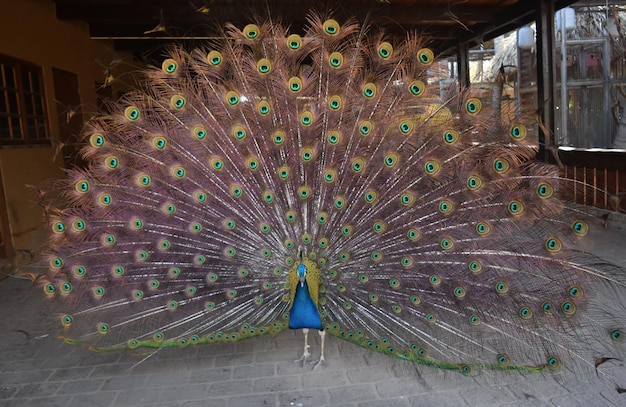 Beautiful and colorful peacock with large feathers