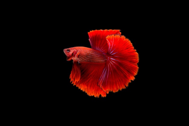 Beautiful colorful of siamese betta fish 