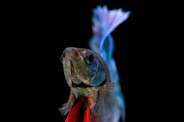 Free photo beautiful colorful of siamese betta fish