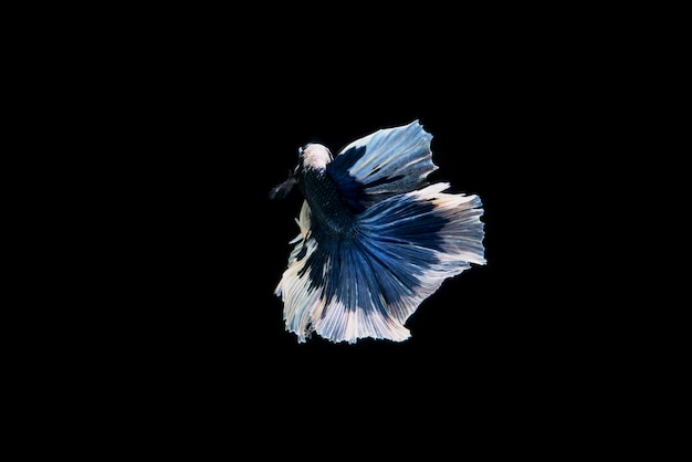 Free photo beautiful colorful of siamese betta fish