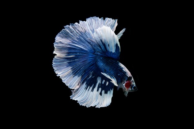 Beautiful colorful of siamese betta fish 