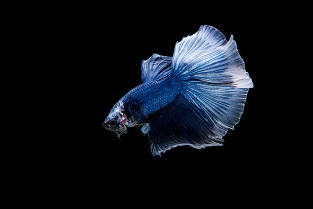 Free photo beautiful colorful of siamese betta fish