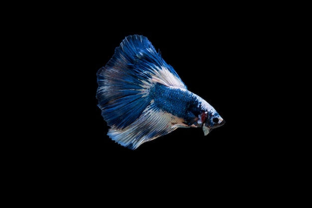 Free photo beautiful colorful of siamese betta fish