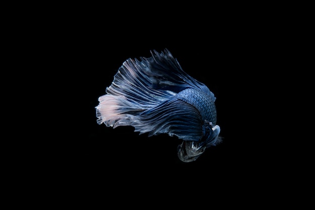 Free Photo beautiful colorful of siamese betta fish 