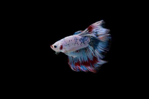 Beautiful colorful of siamese betta fish 