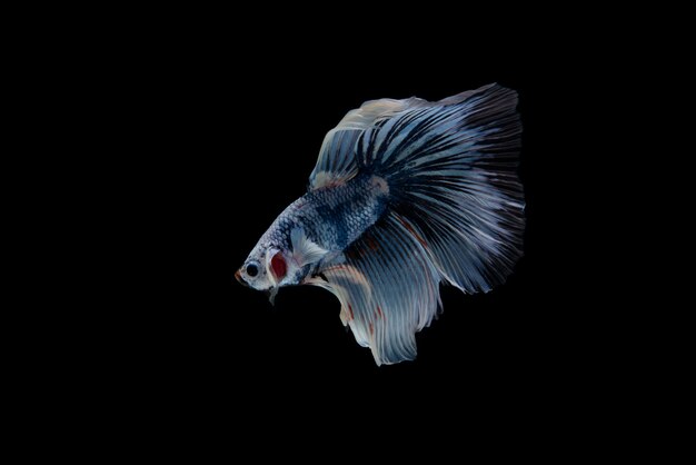 Beautiful colorful of siamese betta fish 