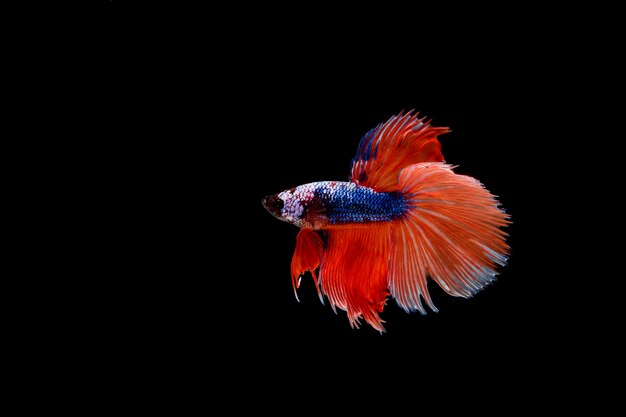 Beautiful colorful of siamese betta fish 