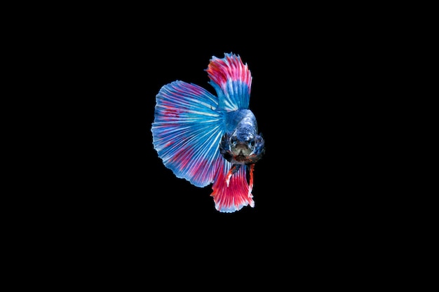 Free photo beautiful colorful of siamese betta fish