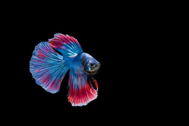 Beautiful colorful of siamese betta fish 