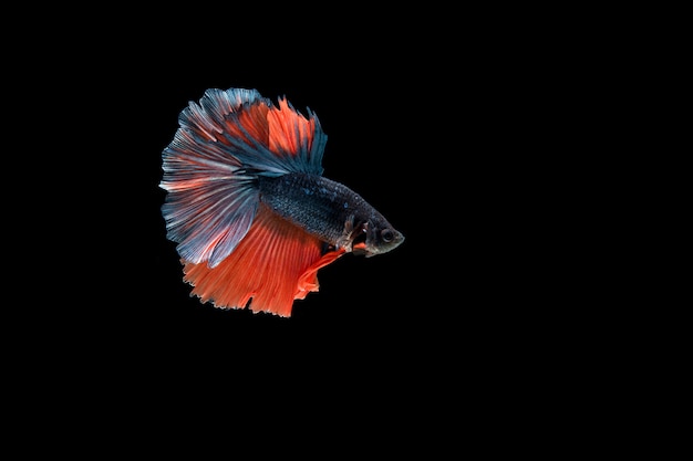 Beautiful colorful of siamese betta fish 