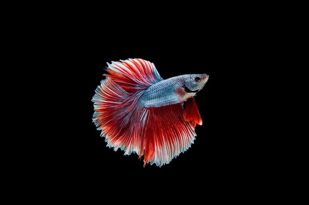 Beautiful colorful of siamese betta fish 