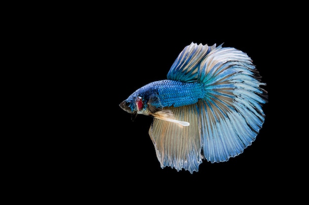 Beautiful colorful of siamese betta fish 