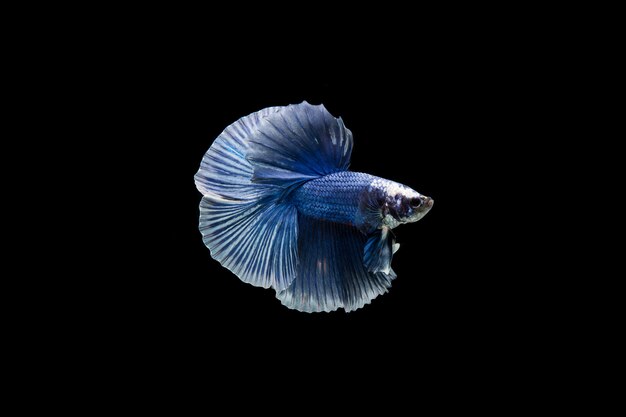 Beautiful colorful of siamese betta fish 