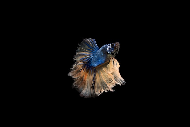 Beautiful colorful of siamese betta fish 