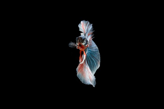 Beautiful colorful of siamese betta fish 