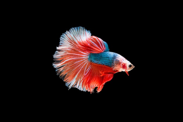 Beautiful colorful of siamese betta fish 