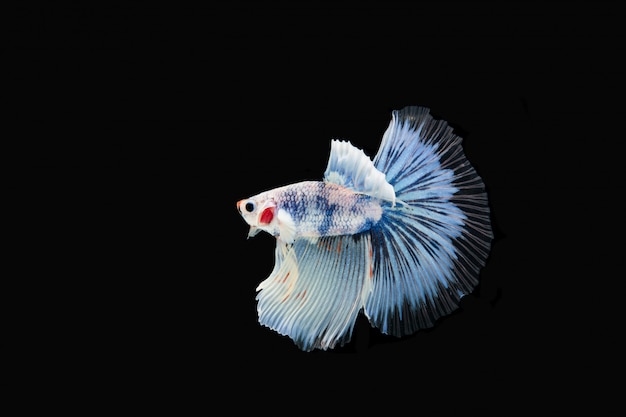 Free photo beautiful colorful of siamese betta fish