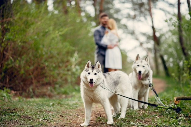 Beautiful couple in a summer forest with a dogs