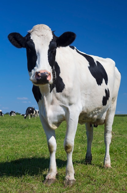 Free Photo beautiful cow on green grass with blue sky