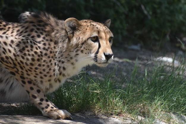 Free Photo beautiful crouching cheetah with a sleek spotted coat