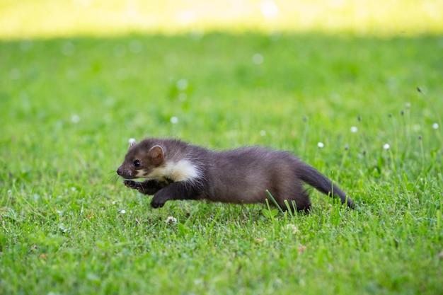 Free photo beautiful cute beech marten forest animal martes foina stone marten detail portrait small predator with the tree trunk near forest